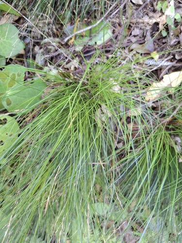 Fine-leaved Bastard Grass (Carex banksiana)