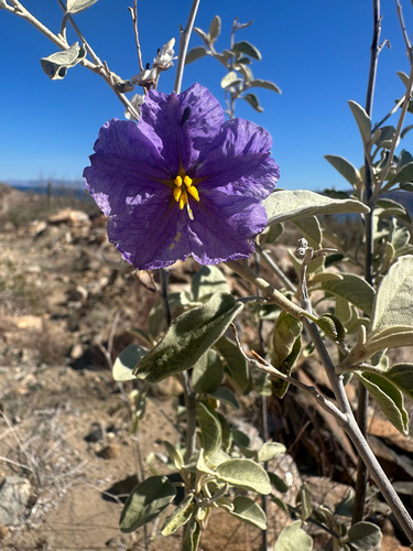 Baja California nightshade (Solanum hindsianum)