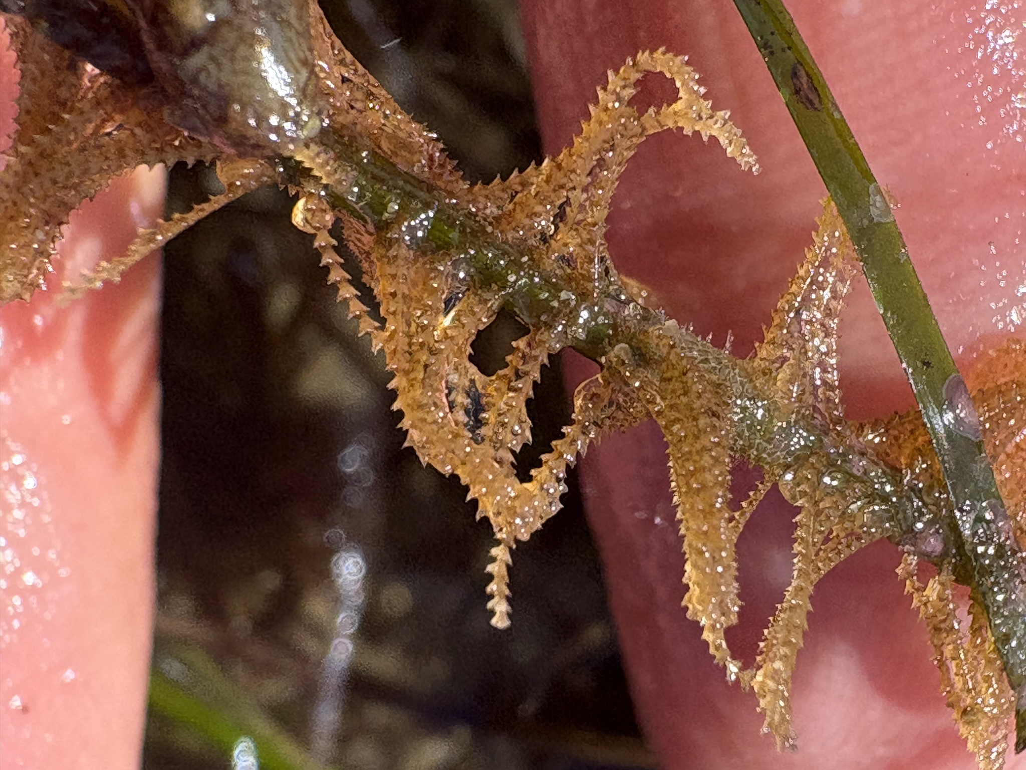 Amphisbetia furcata (Trask, 1857)