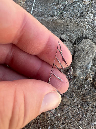 Needle Grama (Bouteloua aristidoides)
