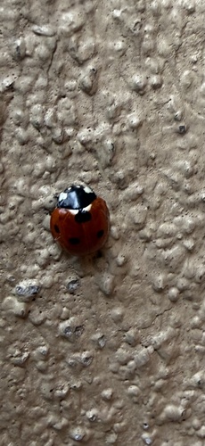 Seven-spotted Lady Beetle