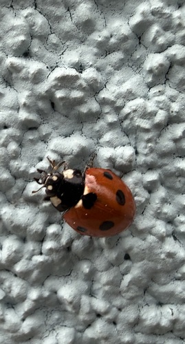 Seven-spotted Lady Beetle
