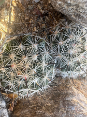 Cochemiea hutchisoniana, photograph (c) Melanie J. Davis, some rights reserved (CC BY)