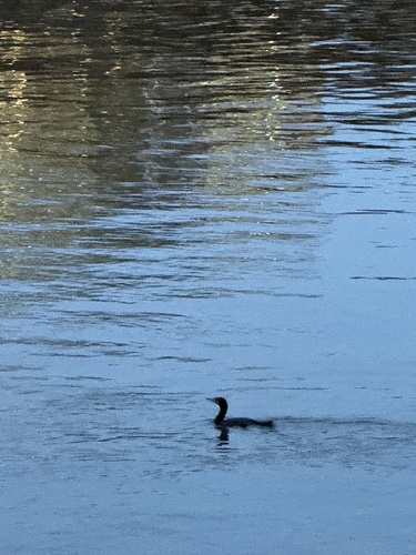 Double-crested Cormorant