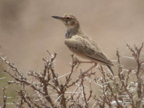 Short-tailed Lark