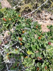 Bourreria sonorae