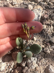Cistanthe maritima, photograph (c) Melanie J. Davis, some rights reserved (CC BY)