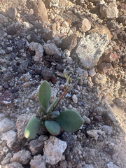Cistanthe maritima, photograph (c) Melanie J. Davis, some rights reserved (CC BY)