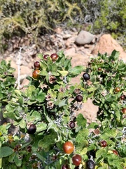 Bourreria sonorae