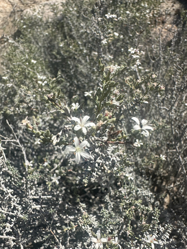 Palmer's frankenia (Frankenia palmeri)