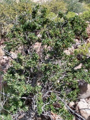 Bourreria sonorae