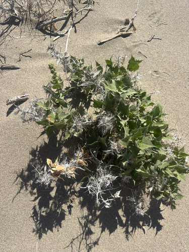 Holly-leaved Bursage (Ambrosia ilicifolia)