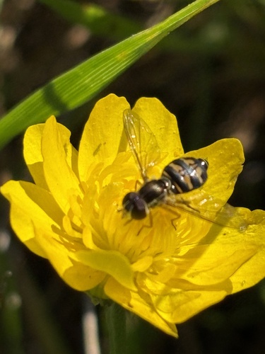 Unknown species found near Reinhardt Redwood Regional Park, Oakland, CA, US