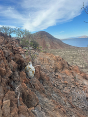 Pachycormus discolor, photograph (c) Melanie J. Davis, some rights reserved (CC BY)