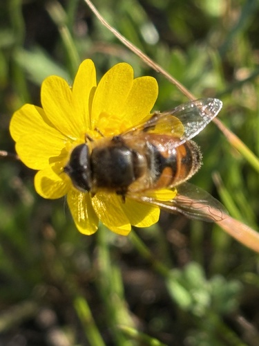 Unknown species found near Reinhardt Redwood Regional Park, Oakland, CA, US
