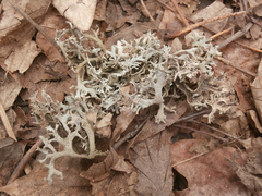 Pseudevernia furfuracea