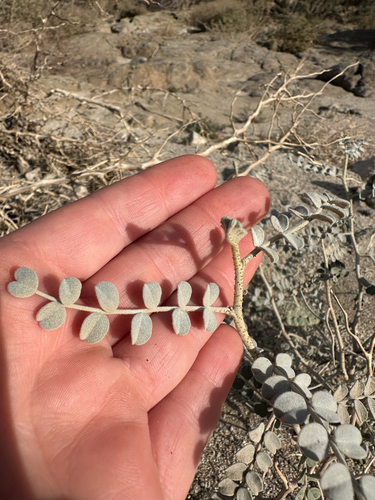 Errazurizia megacarpa, 2026-02-24