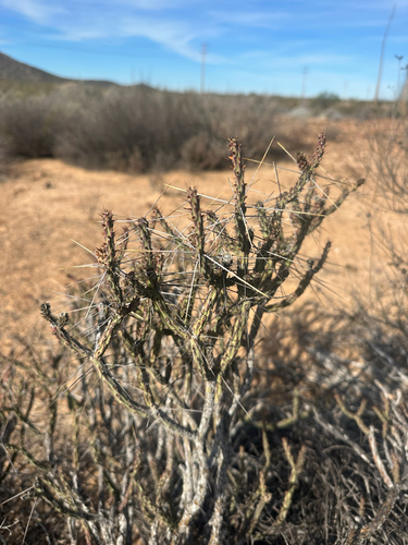 Tesajo Cholla (Cylindropuntia tesajo)