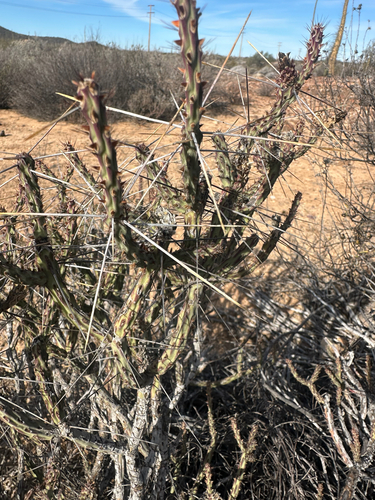 Cylindropuntia tesajo, photograph 2