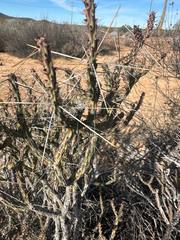 (c) Melanie J. Davis, some rights reserved (CC BY) Cylindropuntia tesajo, photograph (c) Melanie J. Davis, some rights reserved (CC BY)