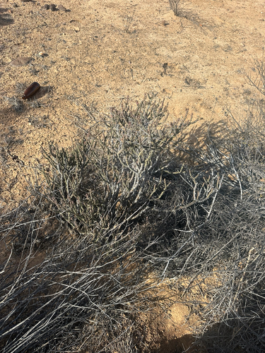 Cylindropuntia tesajo, photograph 3