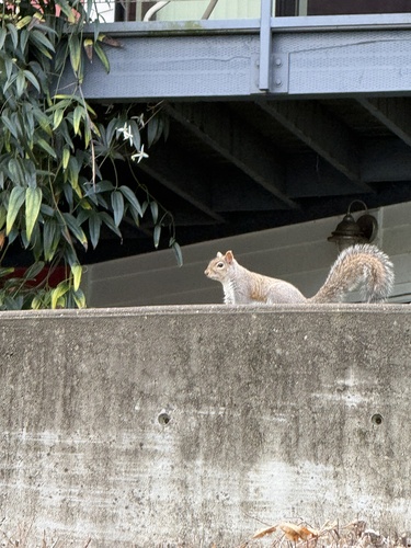 Eastern Gray Squirrel