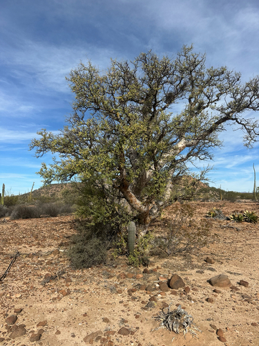 Baja Elephant Tree (Pachycormus discolor)