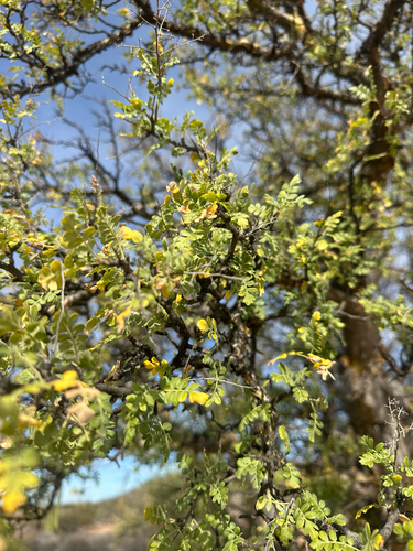 Pachycormus discolor, photograph 2