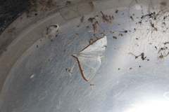 Palpita nigropunctalis