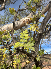 Pachycormus discolor, photograph (c) Melanie J. Davis, some rights reserved (CC BY)