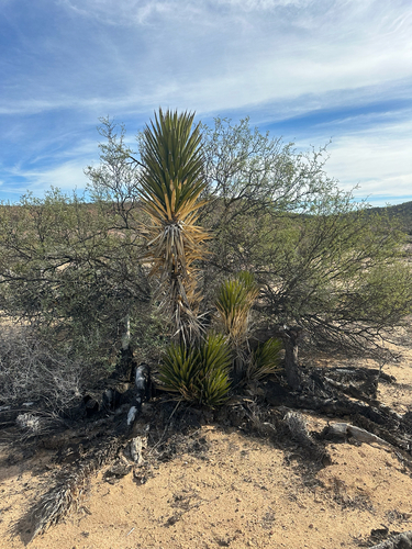 datilillo yucca (Yucca valida)