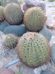Ferocactus diguetii carmenensis