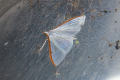 Palpita nigropunctalis
