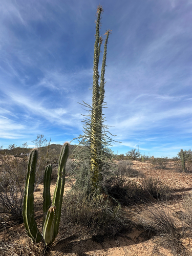 Boojum tree (Fouquieria columnaris)