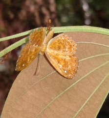 Protonymphidia senta