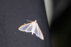 Palpita nigropunctalis