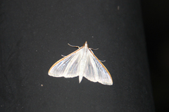 Palpita nigropunctalis
