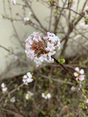 Viburnum farreri