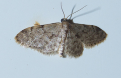 Idaea inquinata