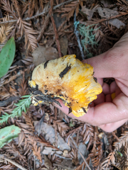 Cantharellus californicus