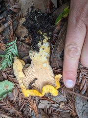 Cantharellus californicus