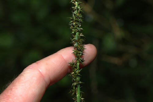 Carex declinata (Carex declinata)
