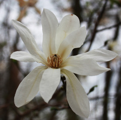 Magnolia loebneri