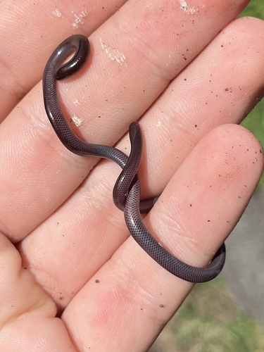 Indotyphlops braminus observed 2026-03-03