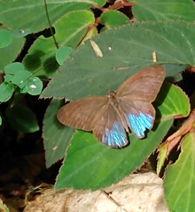 Amiga arnaca
