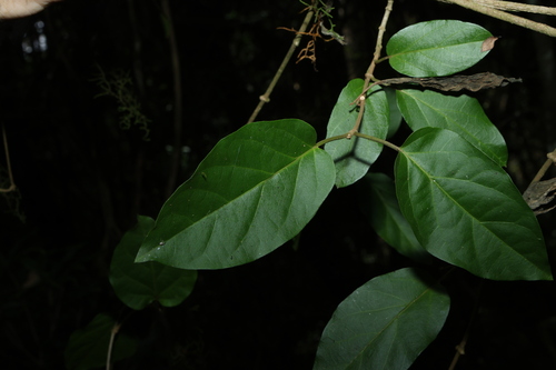 downy milk vine (Gymnema pleiadenium)