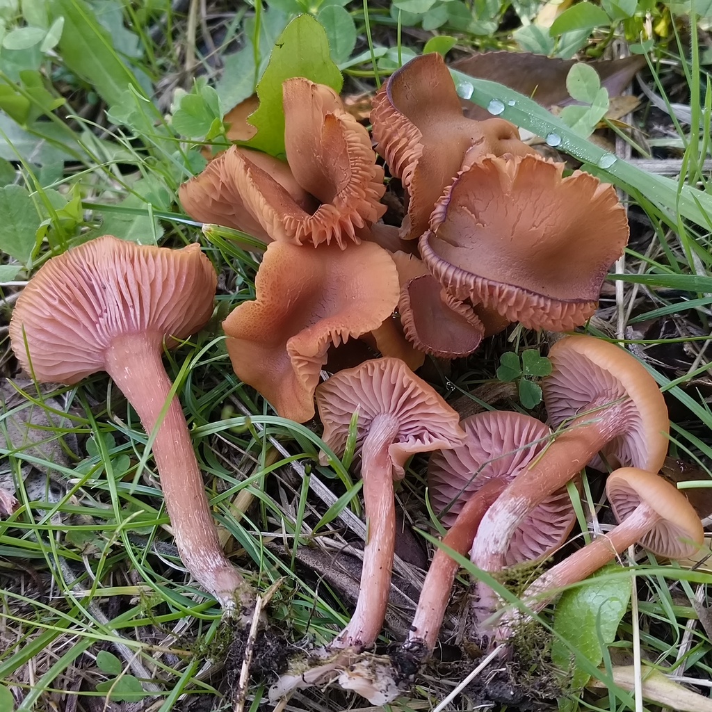 Laccaria laccata · March 2026 · photo: © zedt (iNaturalist, cc-by)