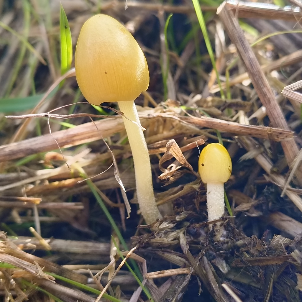 Bolbitius titubans · March 2026 · photo: © zedt (iNaturalist, cc-by)