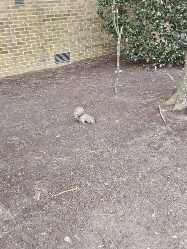 Eastern Gray Squirrel
