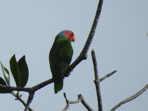 Geoffroyus geoffroyi